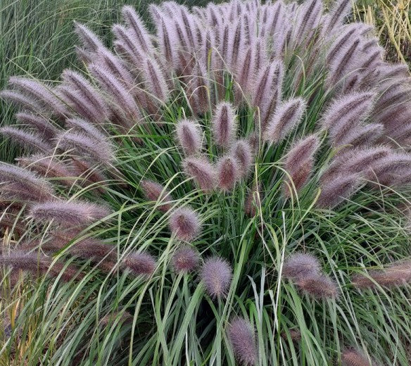 Soruolė pašiaušėlinė (Pennisetum alopecuroides) 'Black Beauty'