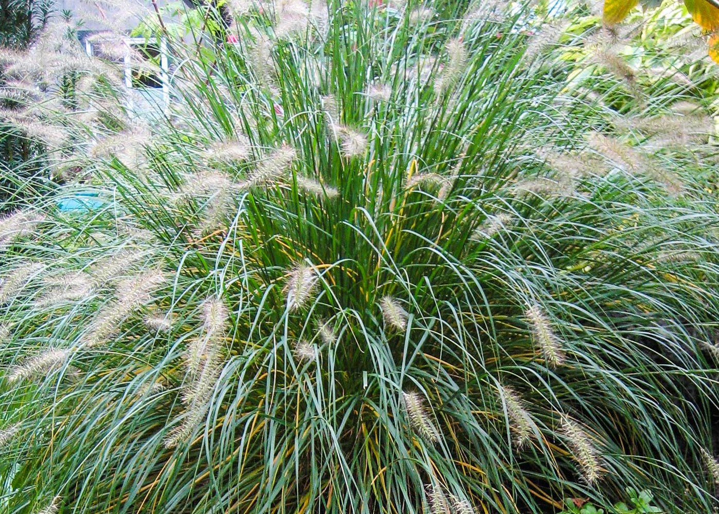 Soruolė pašiaušėlinė (Pennisetum alopecuroides) 'Hameln'