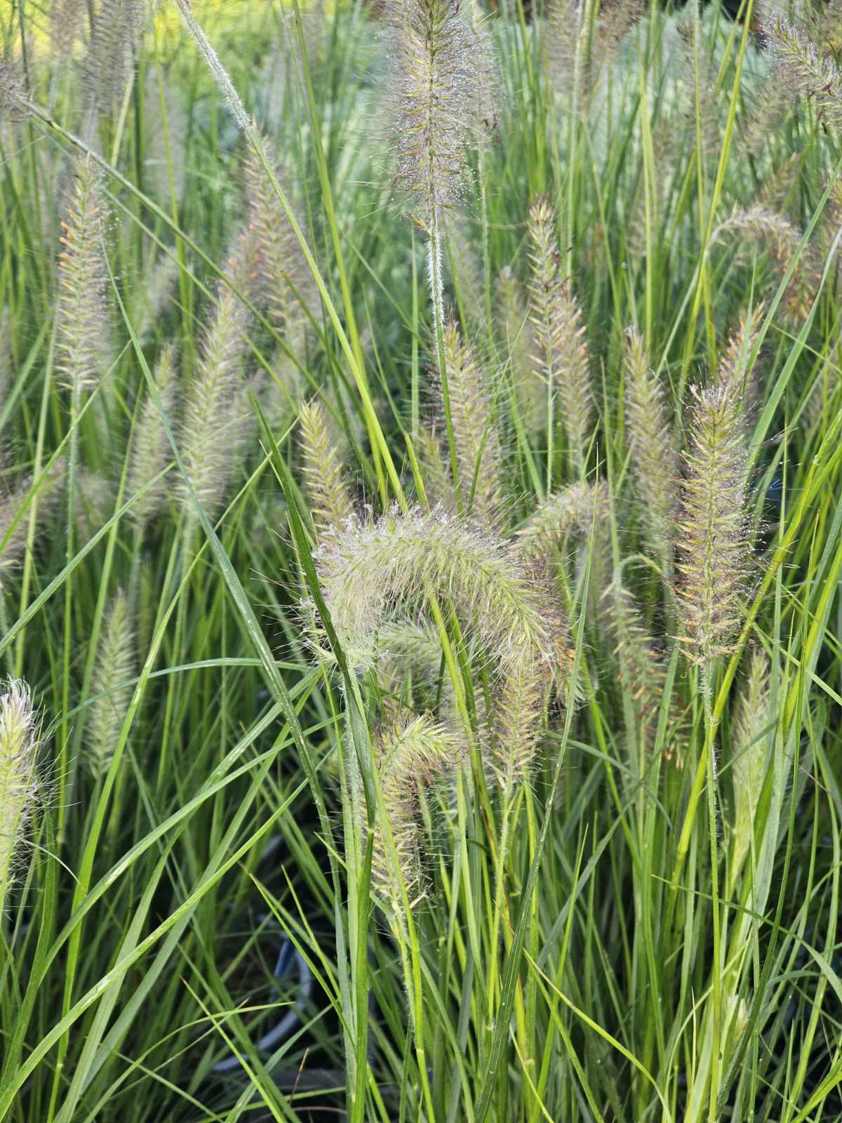 Soruolė pašiaušėlinė (Pennisetum alopecuroides) 'Hameln'