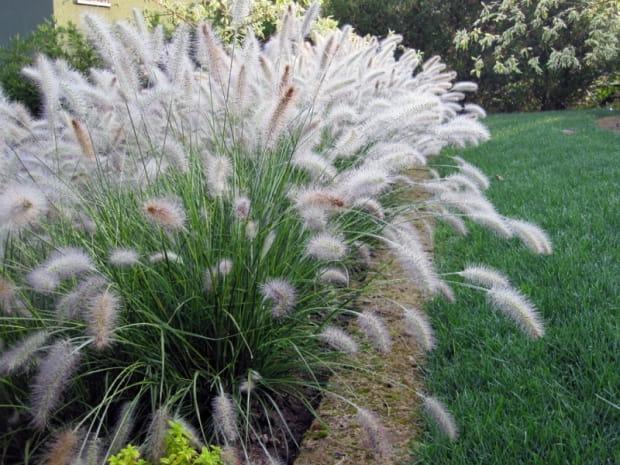 Soruolė pašiaušėlinė (Pennisetum alopecuroides) 'Lady U'
