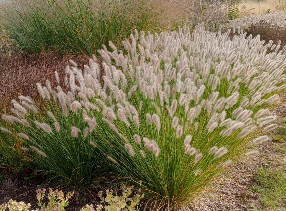 Soruolė pašiaušėlinė (Pennisetum alopecuroides) 'Olimpia'