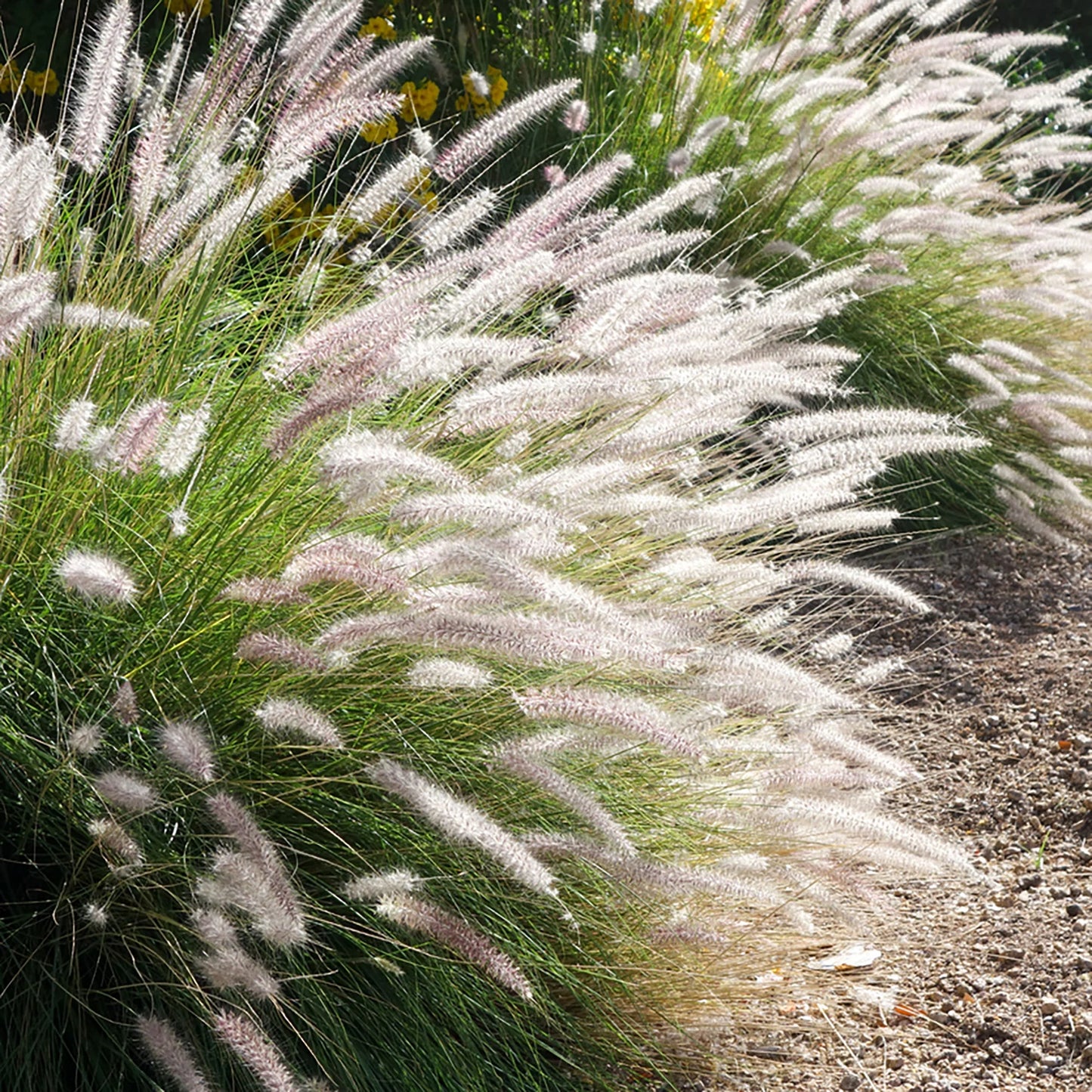 Soruolė rytinė (Pennisetum orientale) 'Fairy Tails'