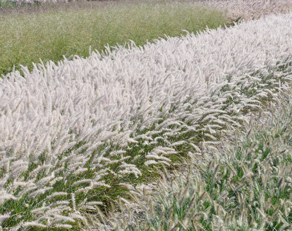 Soruolė rytinė (Pennisetum orientale) 'JS Dance with Me'