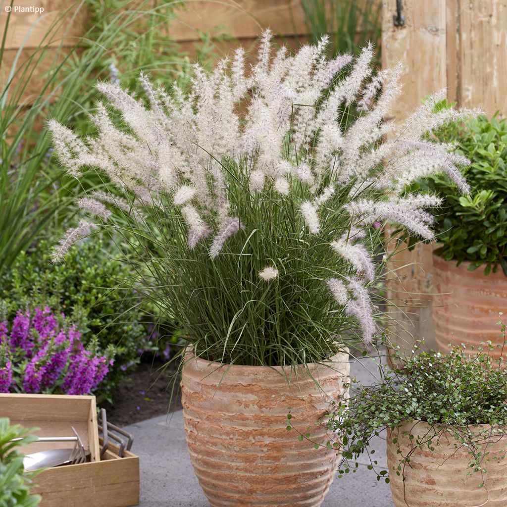 Soruolė rytinė (Pennisetum orientale) 'JS Dance with Me'