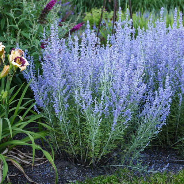 Mėlesas paprastasis (Perovskia atriplicifolia) 'Little Spire'