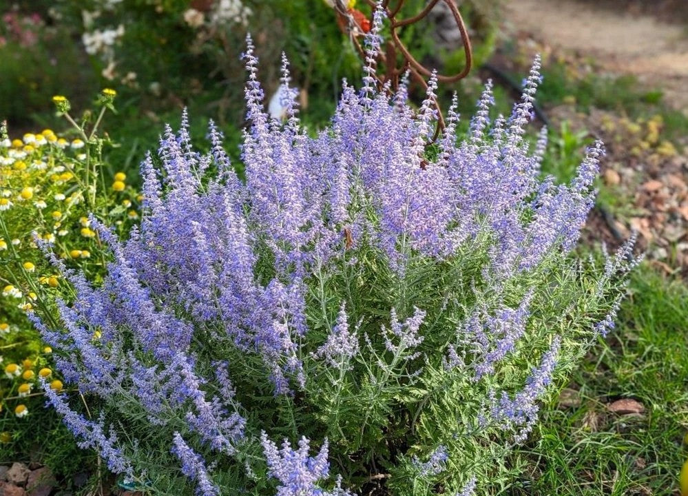 Mėlesas paprastasis (Perovskia atriplicifolia) 'Little Spire'