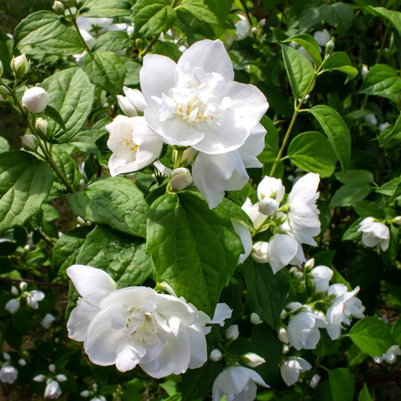 Jazminas (Philadelphus) 'Bouquet Blanc'