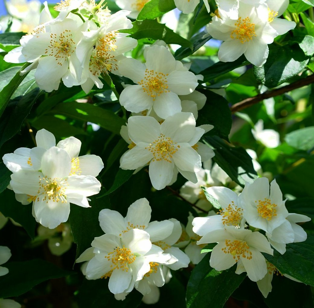 Jazminas (Philadelphus) 'Lemoinei'