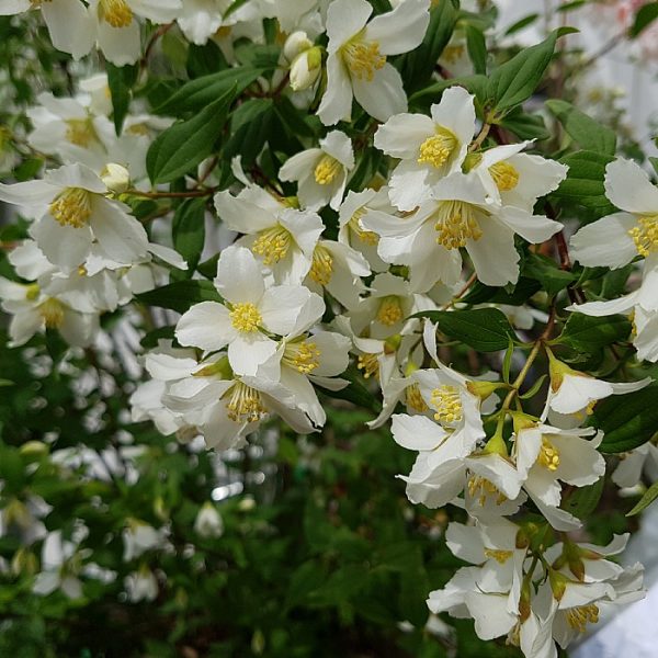 Jazminas (Philadelphus) 'Lemoinei'