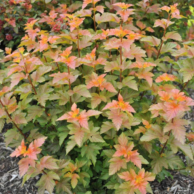 Pūslenis putinalapis (Physocarpus opulifolius) Amber Jubilee 'Jefam'