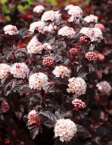 Pūslenis putinalapis (Physocarpus opulifolius) 'Lady in Red'