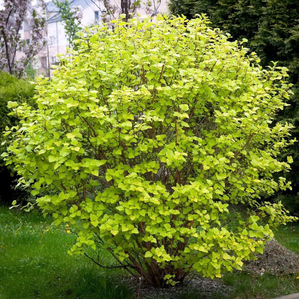 Pūslenis putinalapis (Physocarpus opulifolius) 'Luteus'