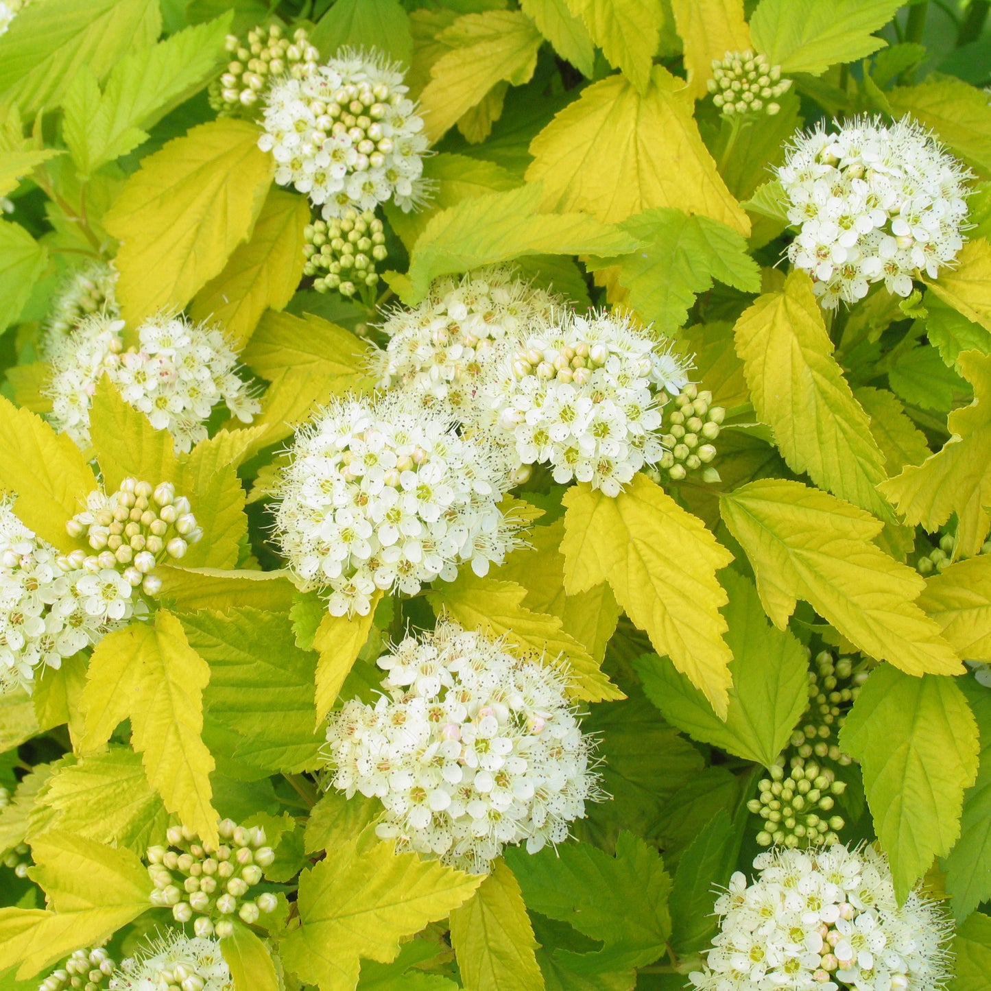 Pūslenis putinalapis (Physocarpus opulifolius) 'Luteus'