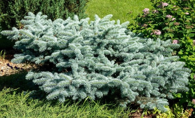 Eglė paprastoji (Picea abies) 'Little Gem'