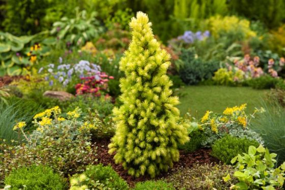 Eglė baltoji (Picea glauca) 'Daisy's White'
