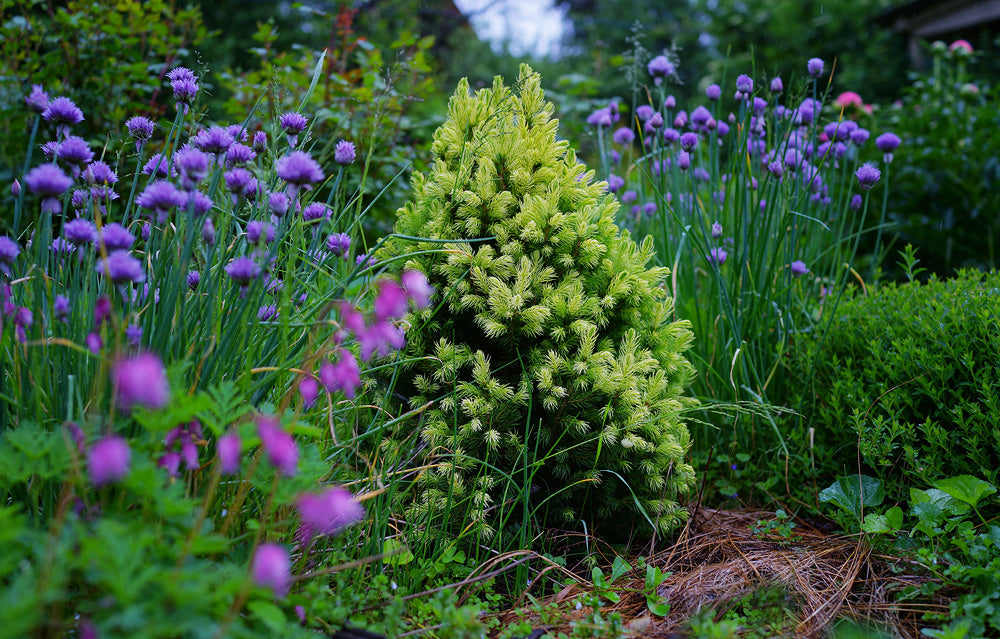 Eglė baltoji (Picea glauca) 'Daisy's White'