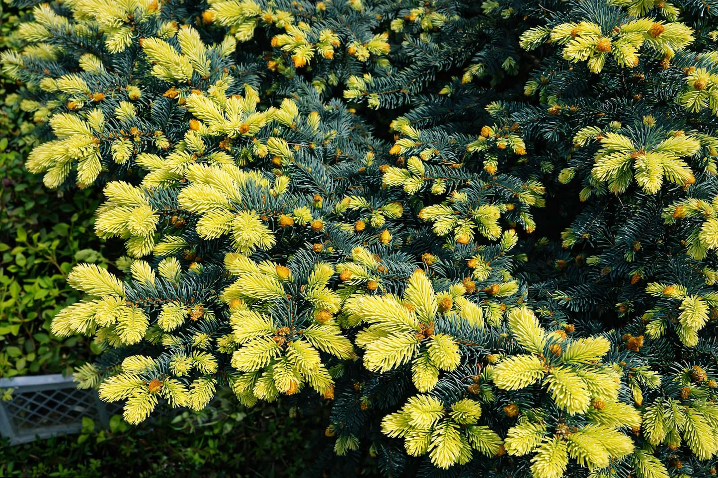 Eglė baltoji (Picea glauca) 'Maigold'