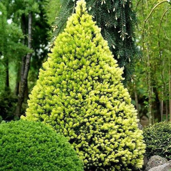 Eglė baltoji (Picea glauca) 'Rainbow's End'