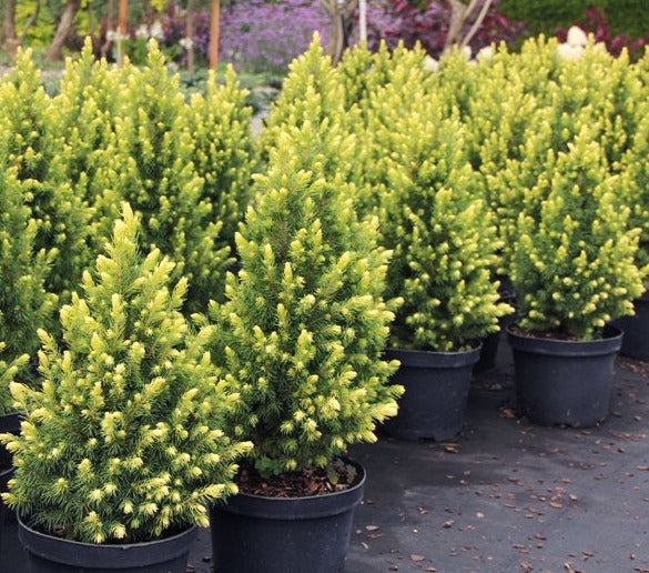 Eglė baltoji (Picea glauca) 'Rainbow's End'