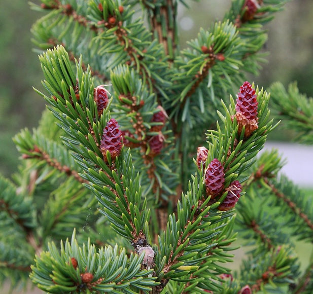 Eglė serbinė (Picea omorika)
