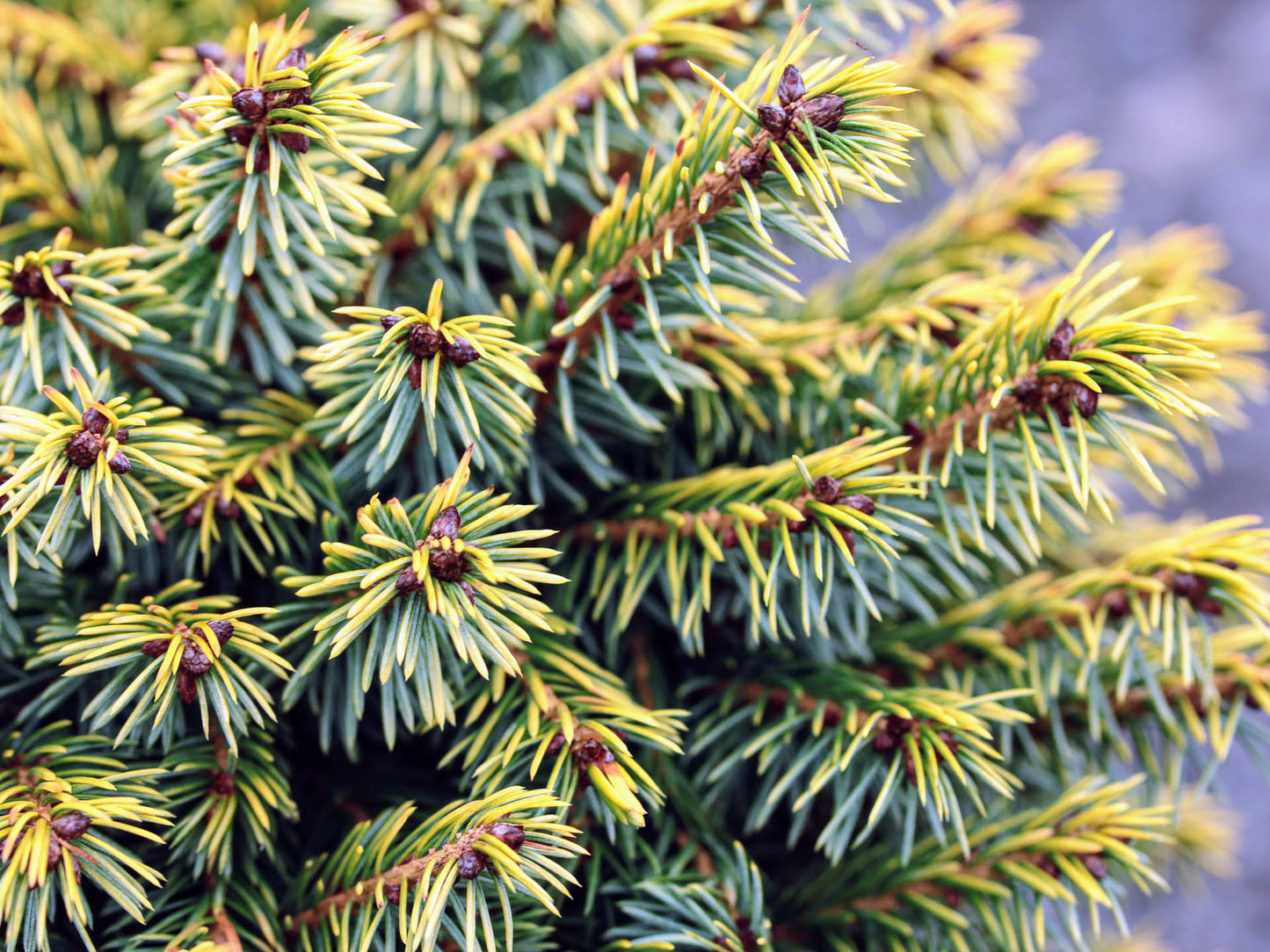 Eglė serbinė (Picea omorika) 'Peve Tijn' Pa