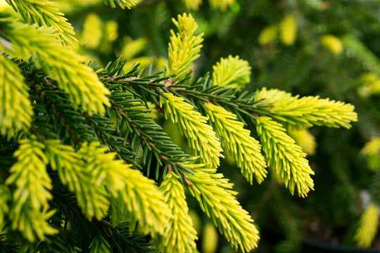 Eglė rytinė (Picea orientalis) 'Aureospicata'