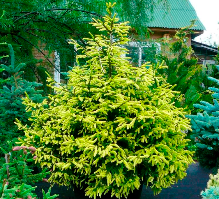 Eglė rytinė (Picea orientalis) 'Aureospicata'