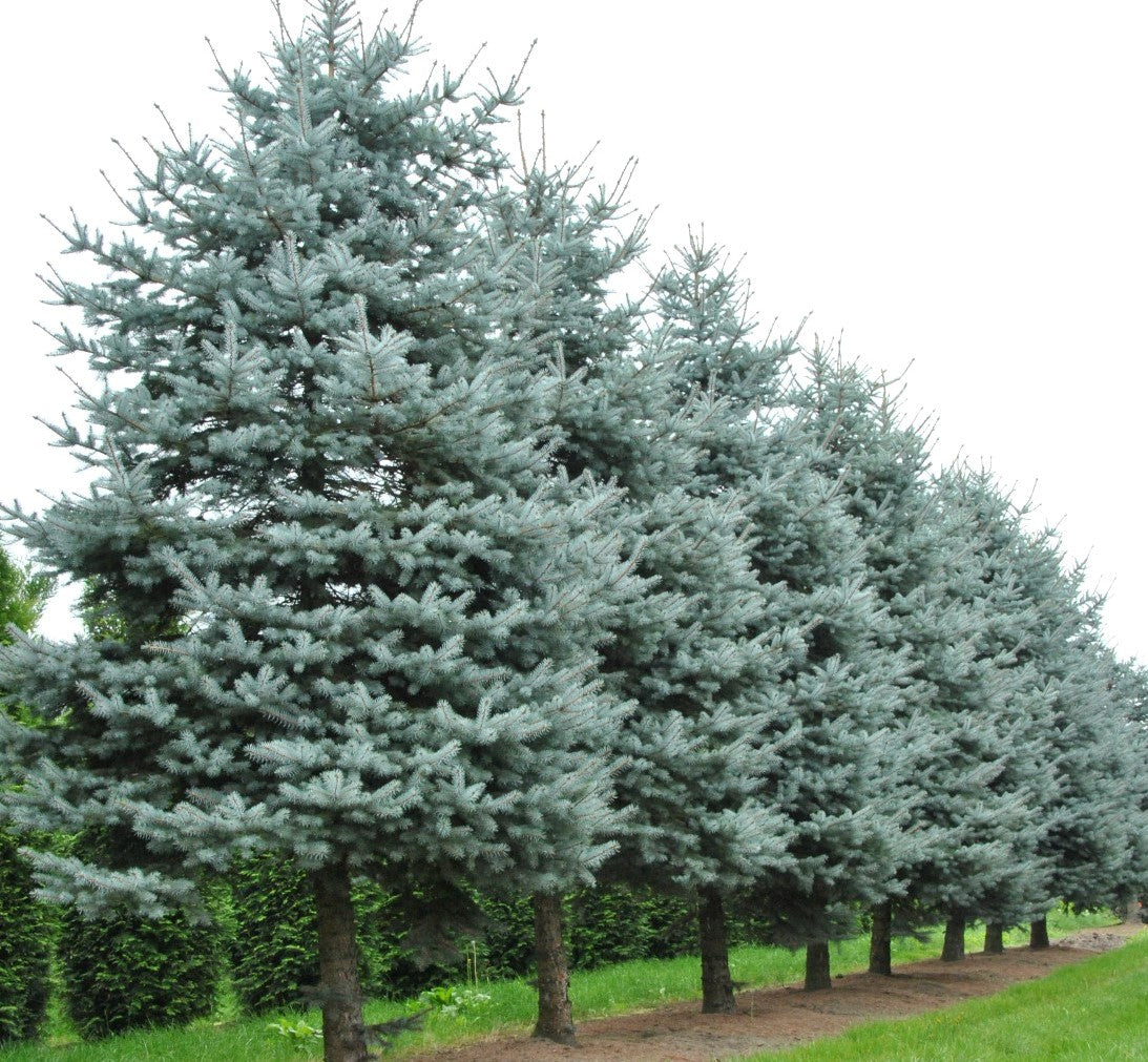 Eglė dygioji (Picea pungens)
