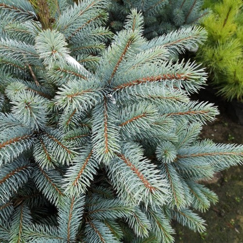 Eglė dygioji (Picea pungens)