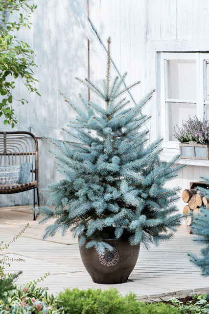 Eglė dygioji (Picea pungens) 'Blue Diamond' (Christmas Blue)