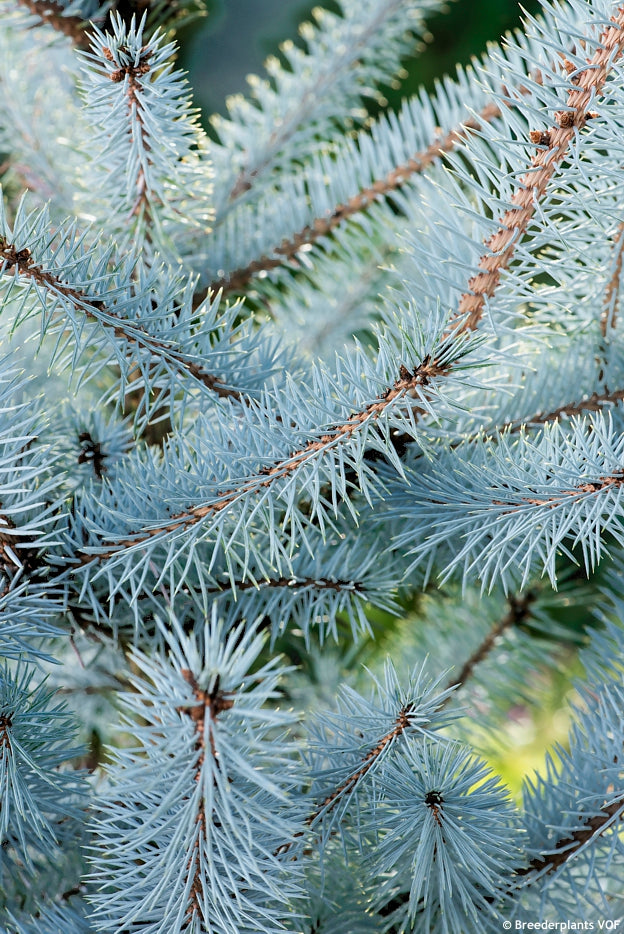 Eglė dygioji (Picea pungens) 'Blue Diamond' (Christmas Blue)