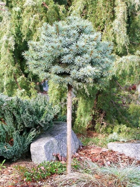 Eglė dygioji (Picea pungens) 'Brynek' Pa