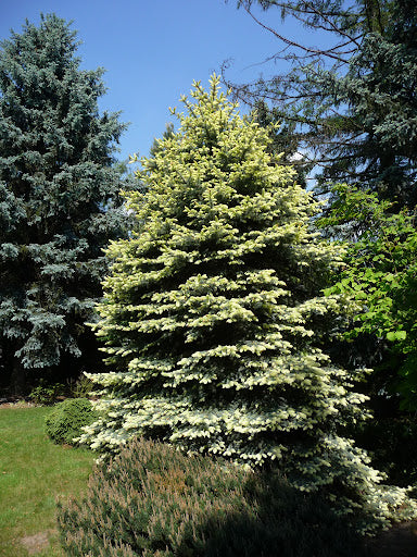 Eglė dygioji (Picea pungens) 'Jan Byczkowski'