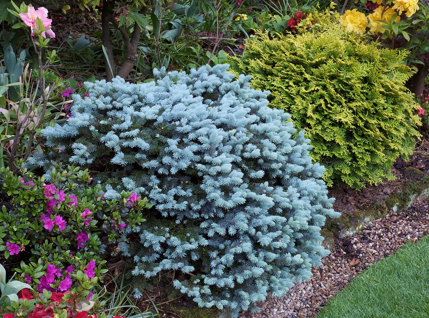 Eglė dygioji (Picea pungens) 'Glauca Globosa'