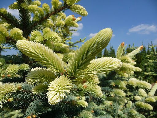 Eglė dygioji (Picea pungens) 'Jan Byczkowski'