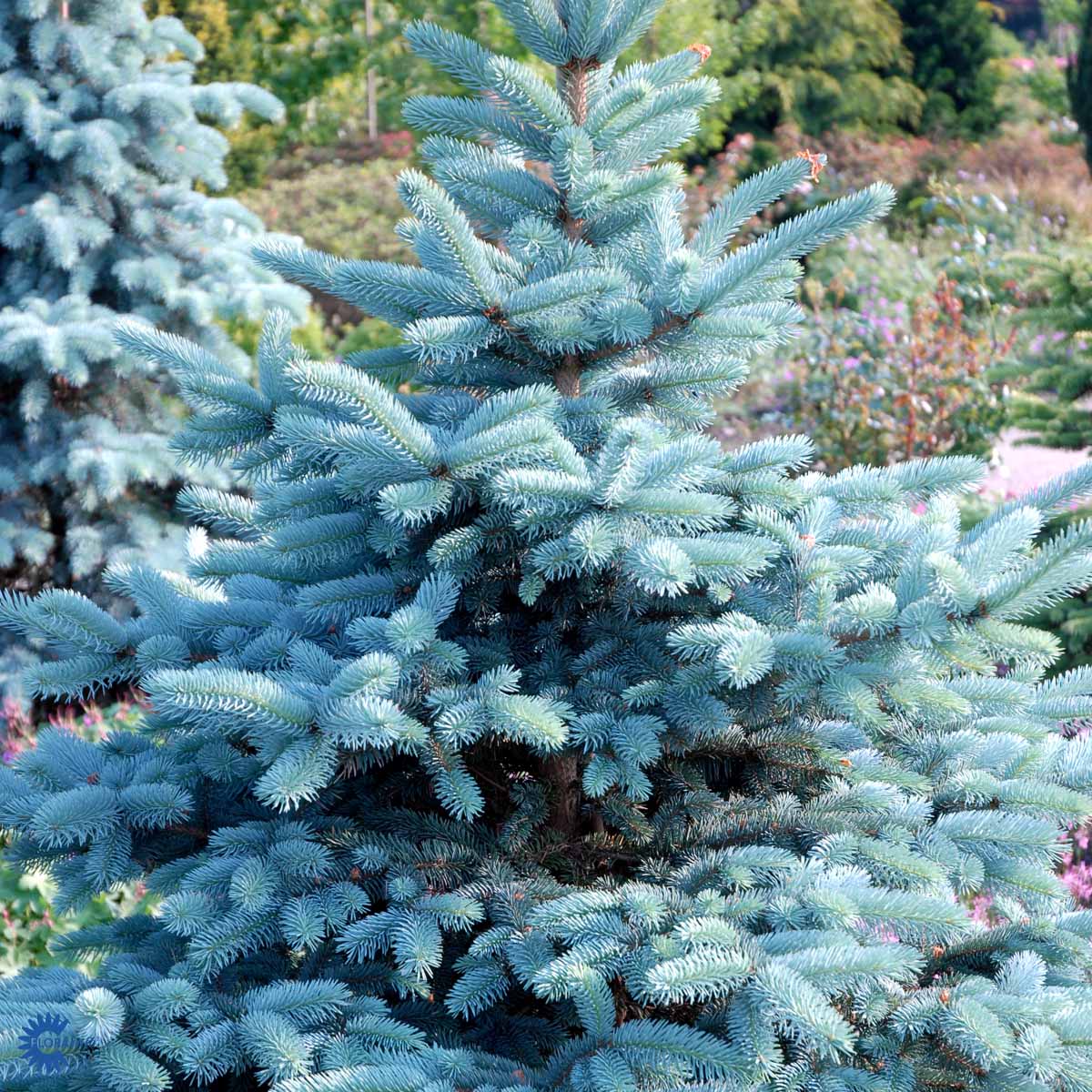 Eglė dygioji (Picea pungens) 'Oldenburg'