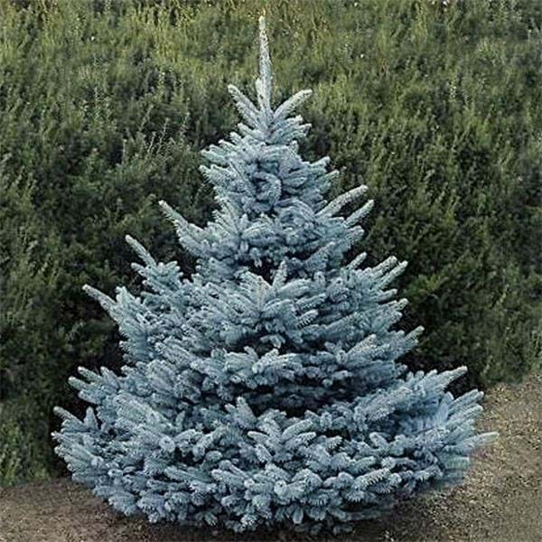 Eglė dygioji (Picea pungens) 'Super Blue'