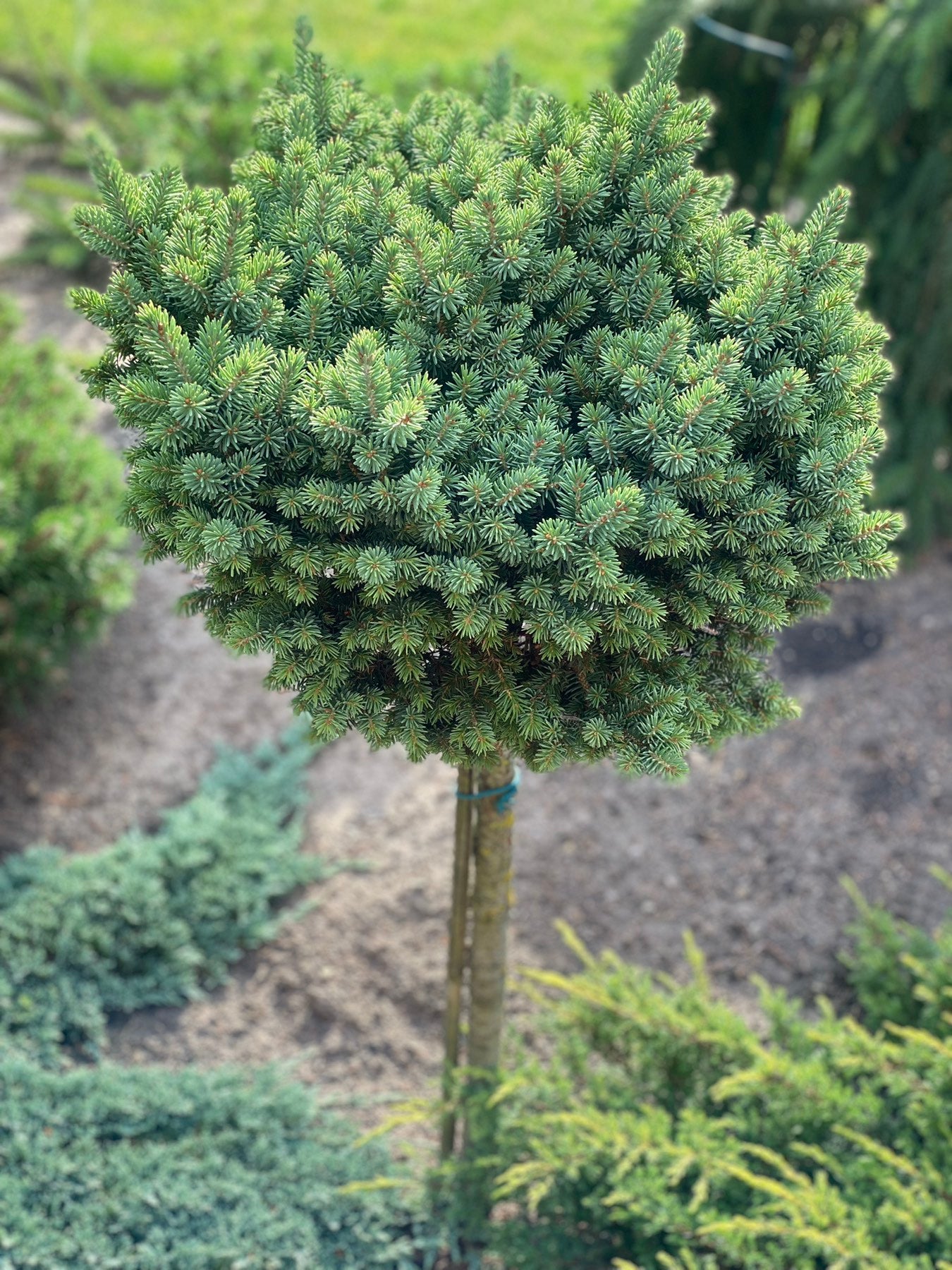 Eglė sitkinė (Picea sitchensis) 'Wiesje' Pa