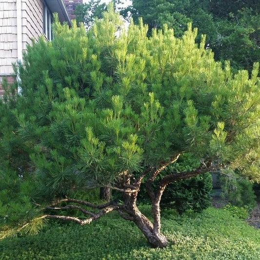 Gausiažiedė pušis (Pinus densiflora) 'Heavy Bud'