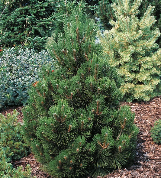 Pušis baltažievė (Pinus leucodermis) 'Malinki'