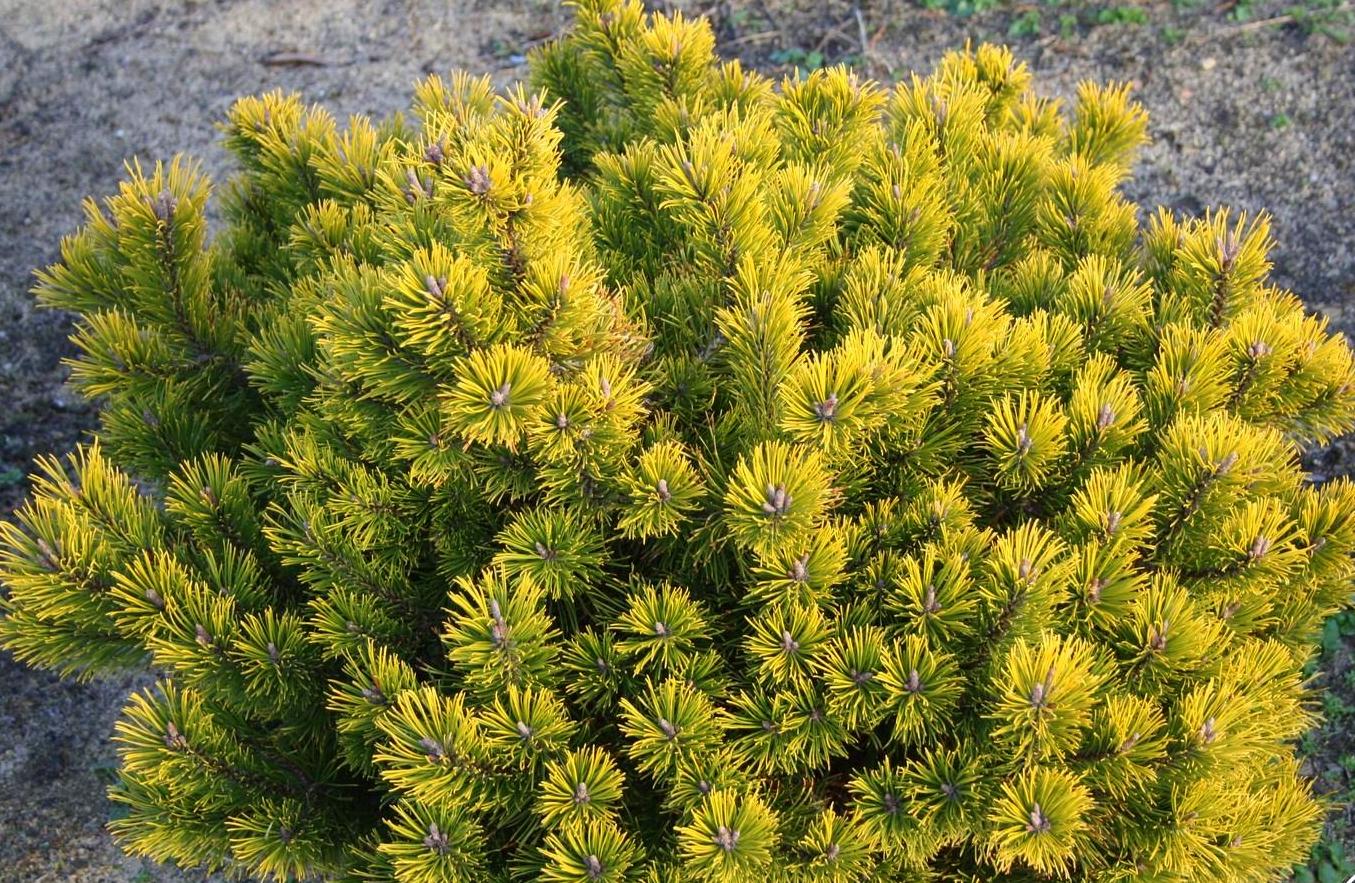 Pušis kalninė (Pinus mugo) 'Amber Gold'