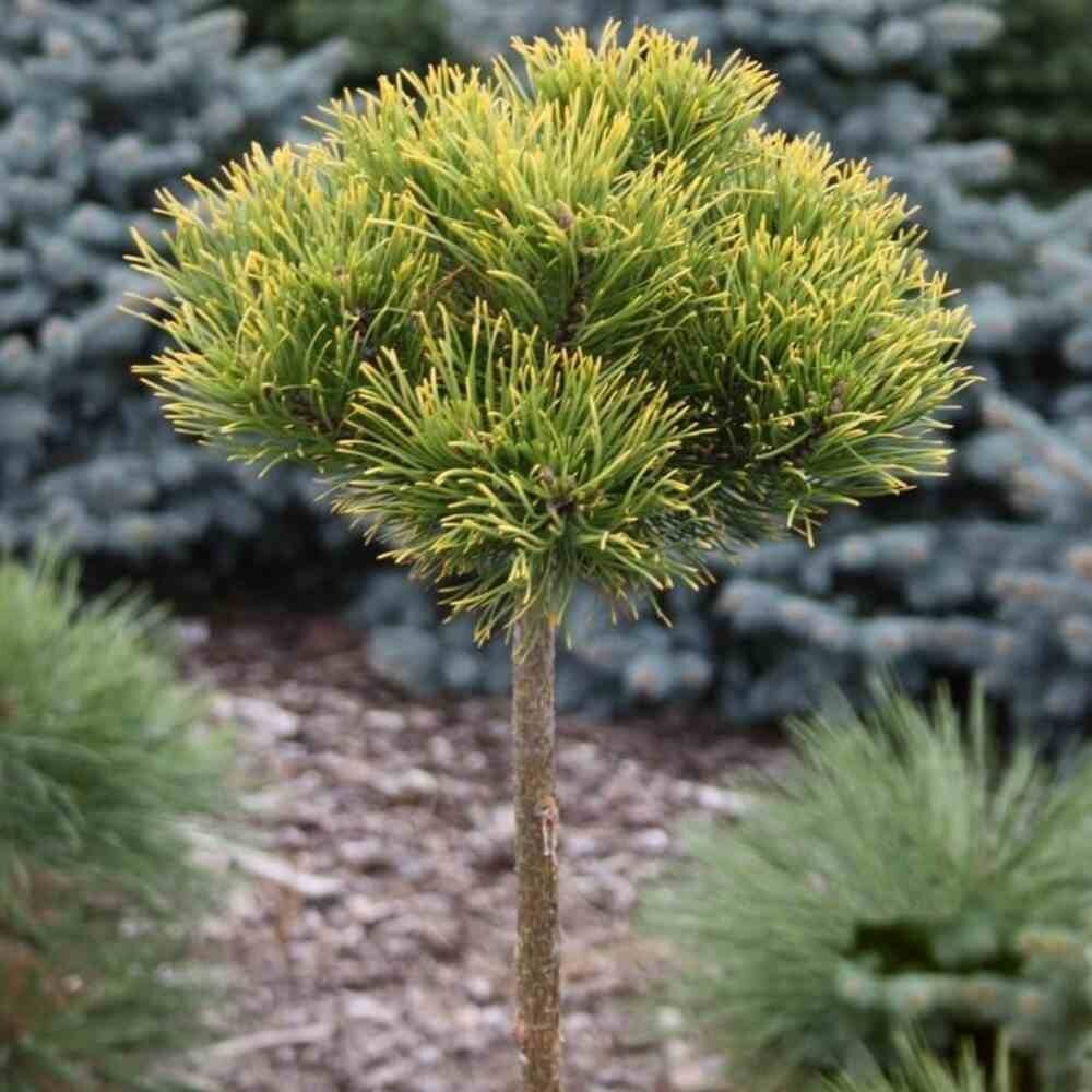 Pušis kalninė (Pinus mugo) 'Carstens Wintergold’ Pa