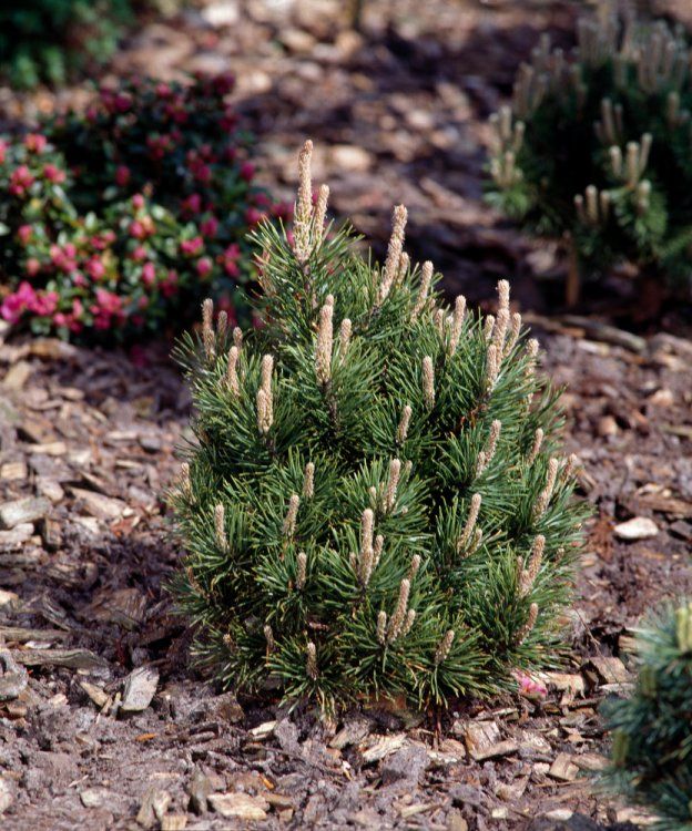 Pušis kalninė (Pinus mugo) ‘Gnom Findling’