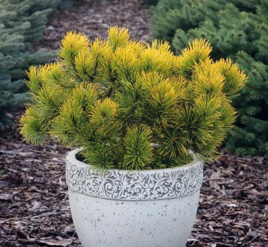 Pušis kalninė (Pinus mugo) 'Golden Glow'