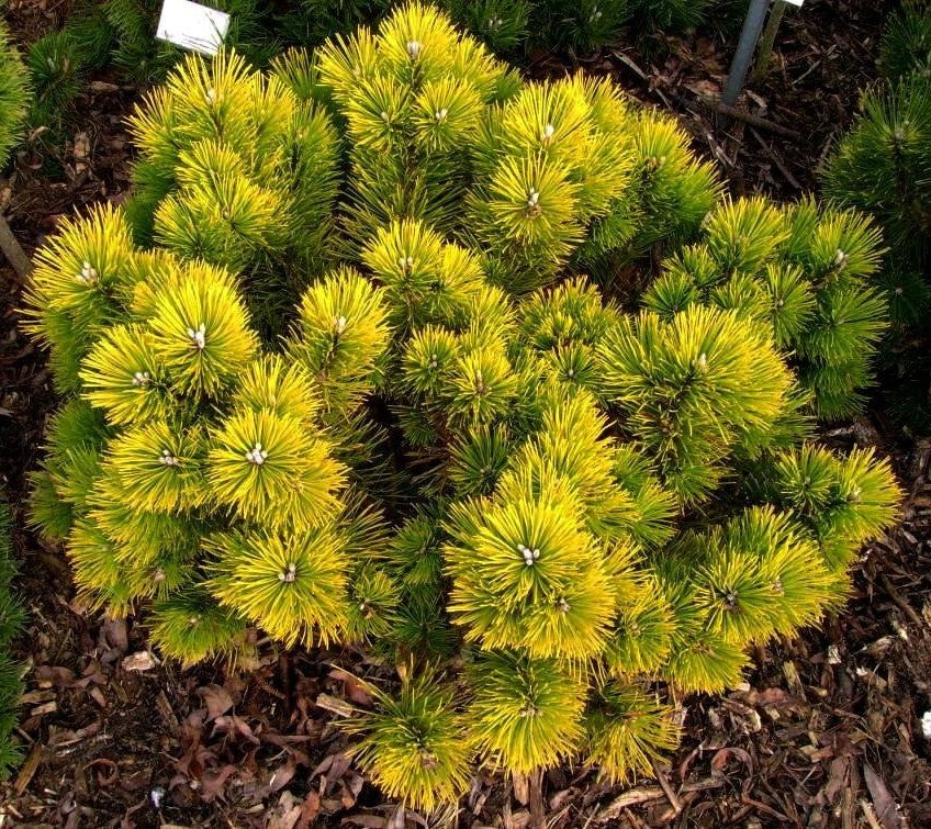 Pušis kalninė (Pinus mugo) 'Golden Glow'