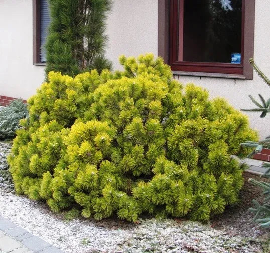 Pušis kalninė (Pinus mugo) 'Hostyn Gold'
