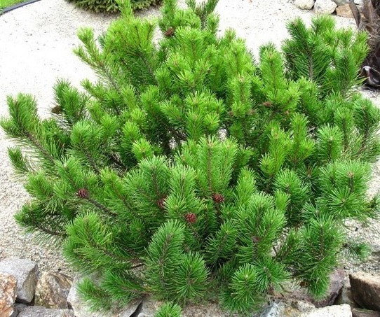 Pušis kalninė (Pinus mugo) 'Mughus'