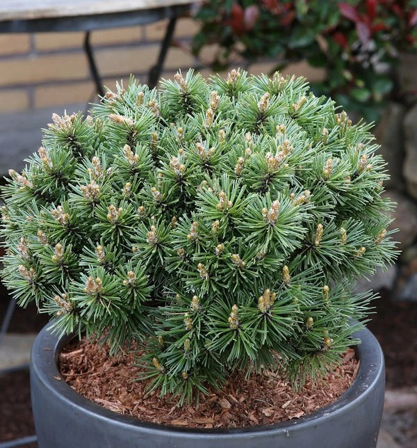 Pušis kalninė (Pinus mugo) 'Peterle'