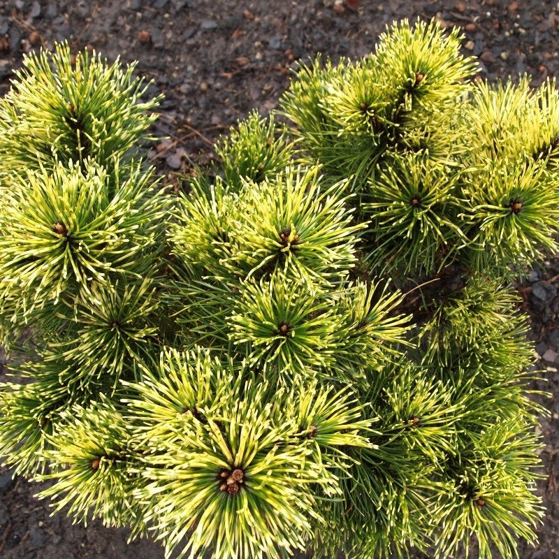 Pušis kalninė (Pinus mugo) 'Sunshine'