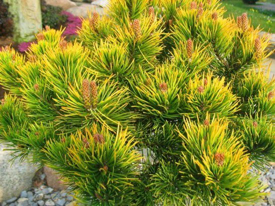 Pušis kalninė (Pinus mugo) 'Winter Gold'